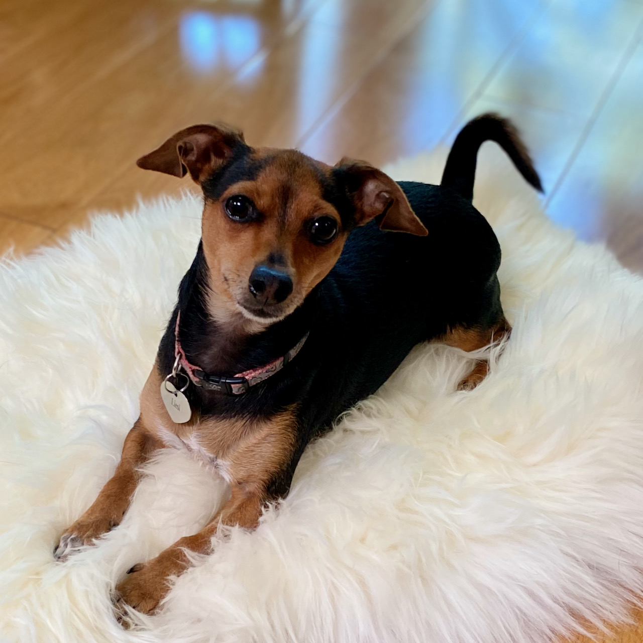 A small dog, Liesl, on a furry rug, looking up at the camera.